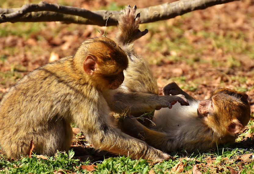 Der Besucher erlebt live eine Affengroßfamilie beim Spiel der Neugeborenen und die behütenden Gebärden der Affenmütter