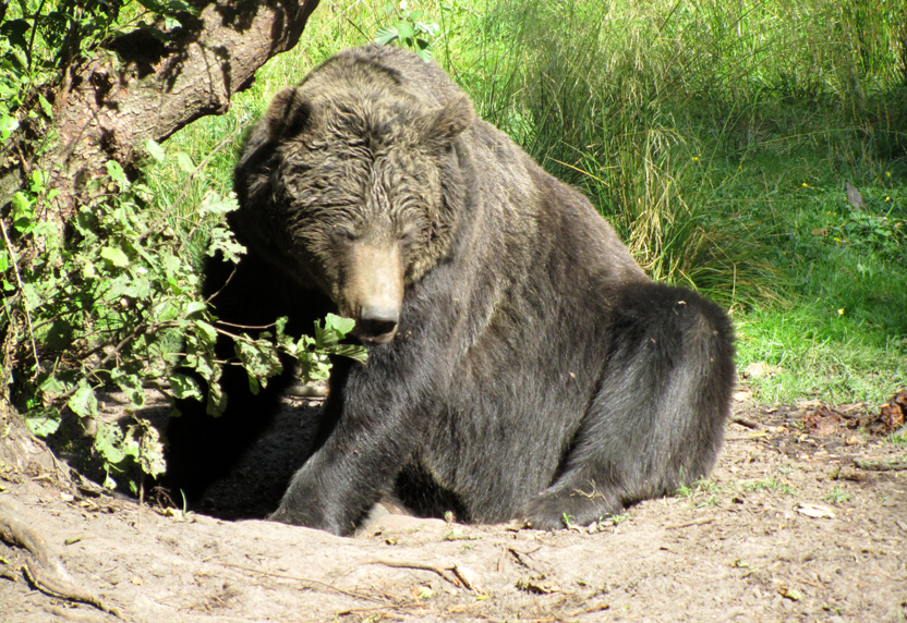 Der Bärenwald Müritz bietet für aus der Gefangenschaft gerettete Bären eine neue Heimat